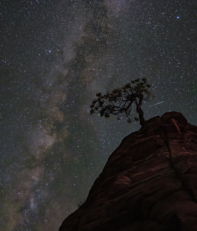 The milky way stretching behind the silhouette of a tree
