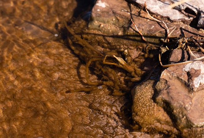 cyanobacteria growing along plants on the edge of the river