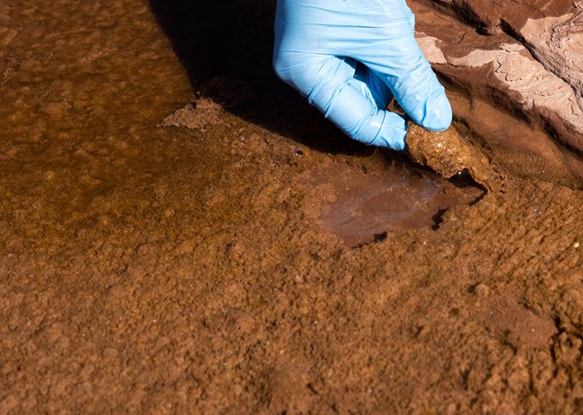 cyanobacteria mat growing along the side of the river