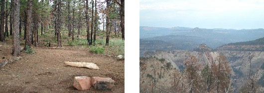 A campsite surrounded with low herbaceous plants and tall pine trees. The view from the campsite shows deep canyons atop the plateau.