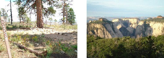 A campsite in a flat vegetated area, with occasional pine trees dotting the landscape. Views from the campsite offer a glimpse into neighboring canyons.