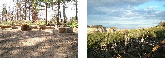 A dirt-and-gravel campsite surrounded with scattered pine trees. Nearby views look down into the surrounding canyons.