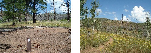 A packed dirt campsite with pine trees on one side and grassy fields on the other.