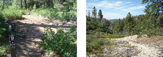 A dirt and gravel campsite surrounded by trees, shrubs, and herbaceous plants. Nearby views look into the surrounding pine forest.