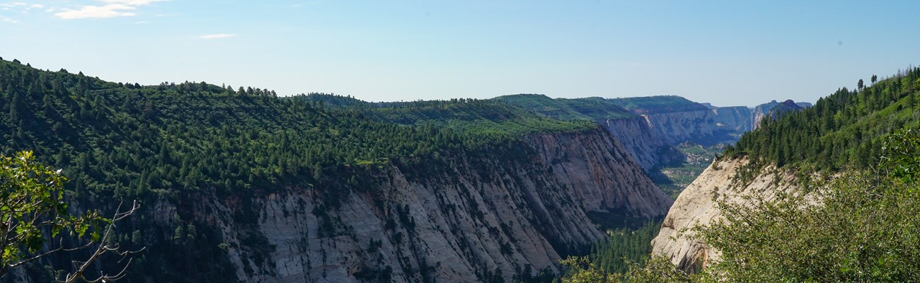 A grand view over the top of a white sandstone canyon. Along the bottom and top of the canyon, green pine trees stand in huge clusters.