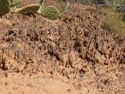 Cryptobiotic Soil