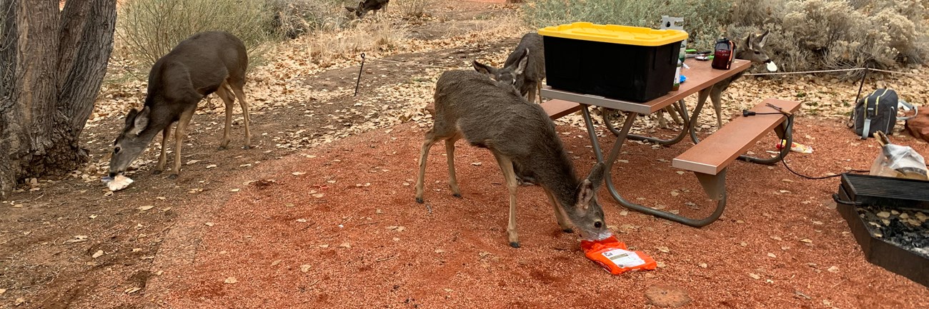 A deer eats chips from a bag, its snout fully engulfed in the foil wrapping. A picnic table is nearby.