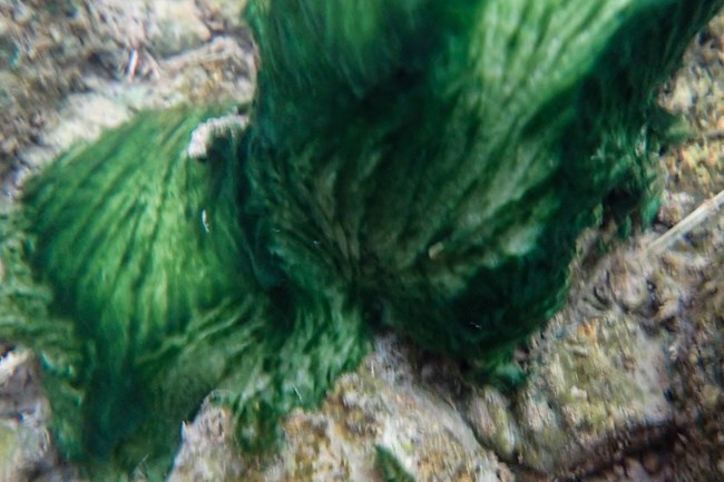 cyanobacteria that is green in color with a feathery texture
