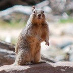 Rock squirrel