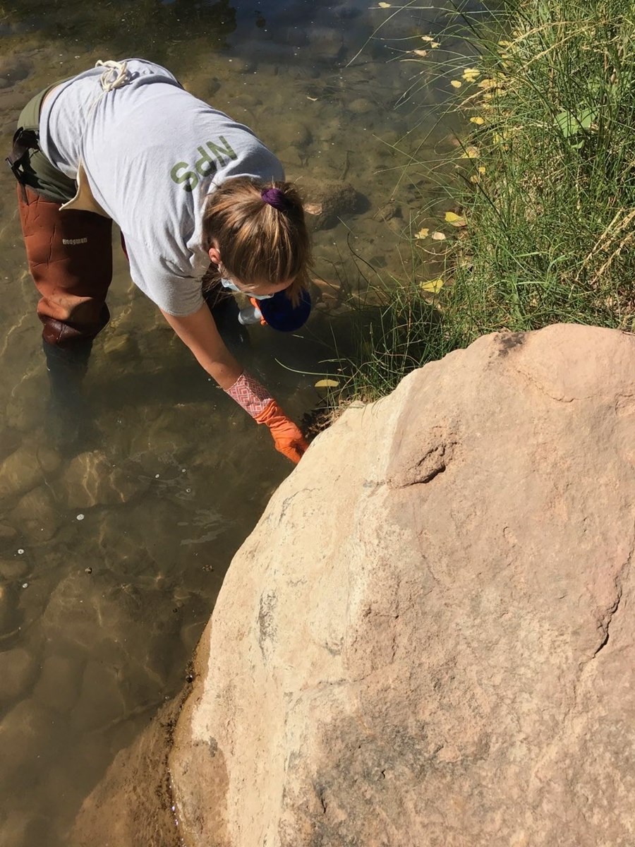 Scientist sampling cyanobacteria in the Virgin River