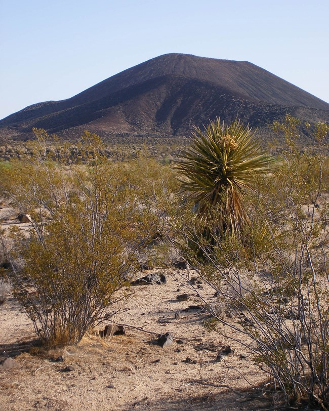 photo of desert with cactus plants and a cinder cone in the distance