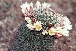 Fishhook cactus