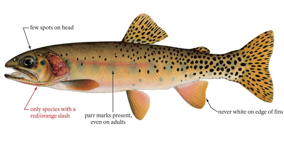 Westslope cutthroat trout