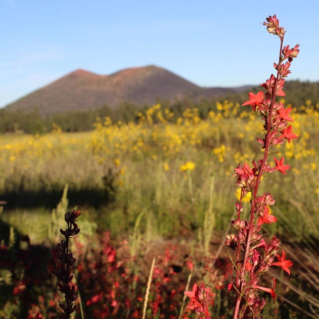red and yellow wildflowers in meadow with volcanic mountain in the backdrop