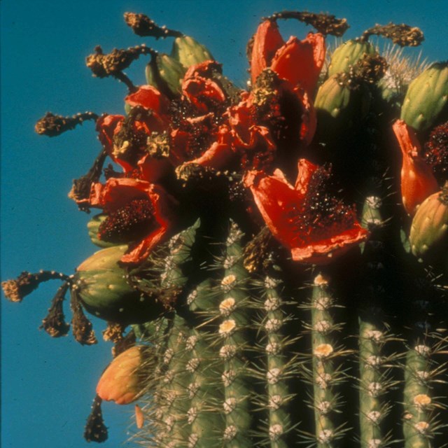 bright red fruits growing on top of a saguaro cactus