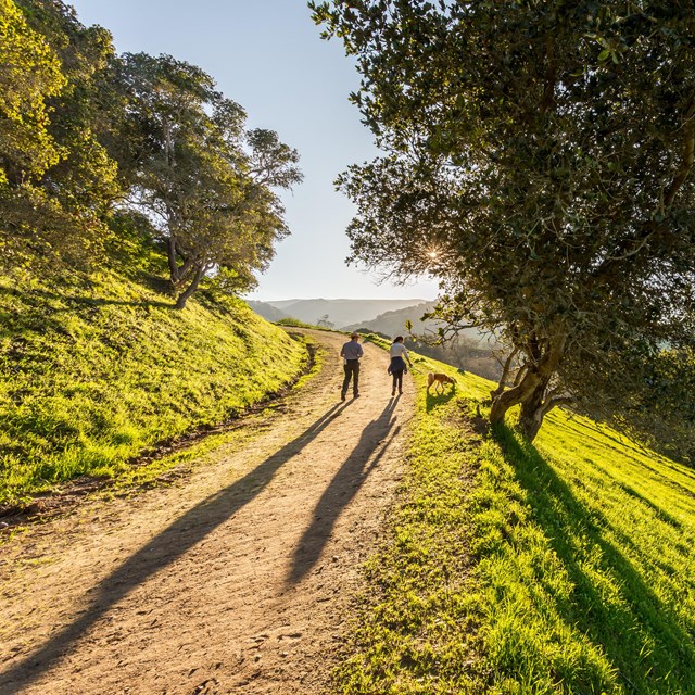 hikers walking a shaded dirt trail next to a towering tree.