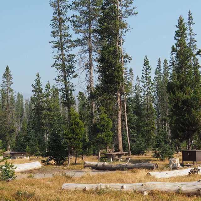  White logs and autumn gold grasses surround a gravel driveway, a picnic table & bear-proof locker