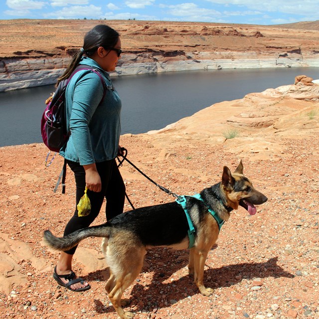 Dog wearing harness and leash. Human holds other end of leash and poop bag.