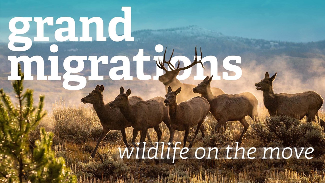 Title: Grand Migrations, Wildlife on the Move, Elk herd running with dust kicked up