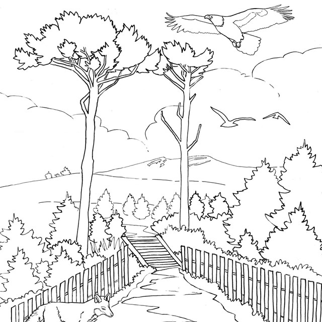  A line drawing showing a boardwalk leading between two trees with vegetation near the very tops.