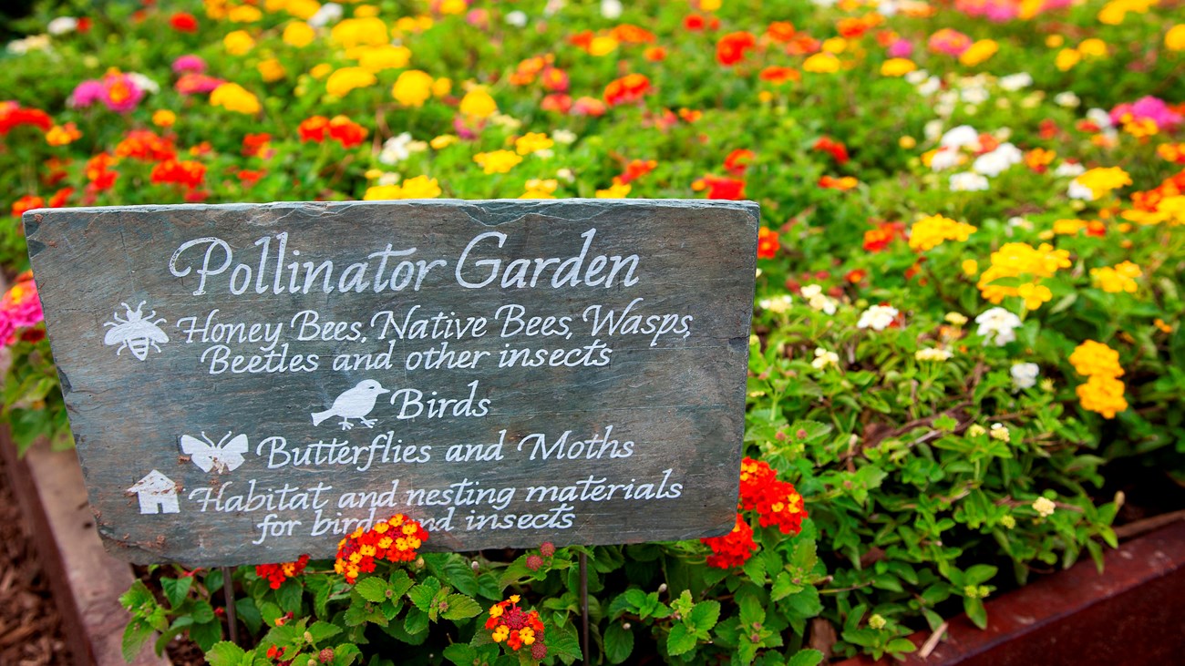 a garden box full of colorful flowers with a sign for a pollinator garden