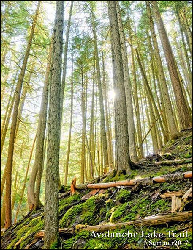 The sun shines through cedar and hemlock trees on Glacier's west side of the park.