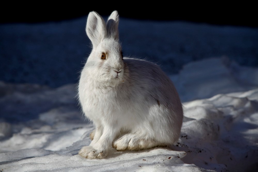 Snow Shoe Hare in winter when it is white