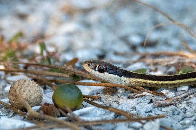 Eastern Ribbon Snake