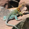 Collared lizard on a rock.