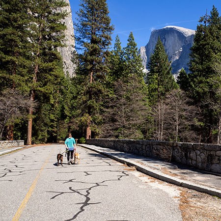 Visitor walking down a paved path with two dogs.